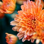 chrysanthemum-8609165_1280
