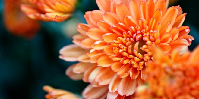 chrysanthemum-8609165_1280